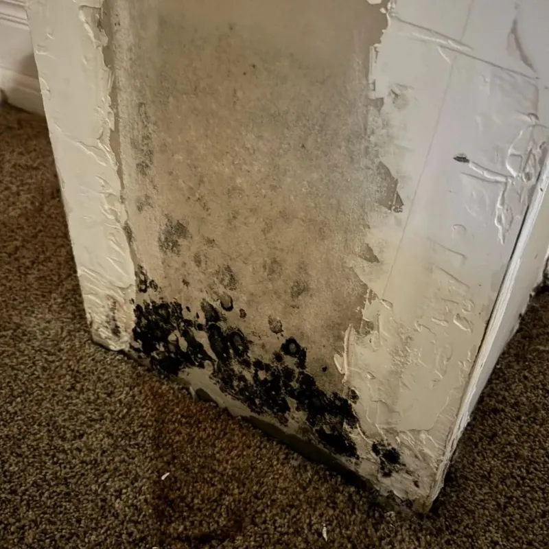 Professional Mold Removal in Myrtle Point, OR